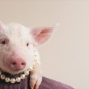 돼지의 후각 - 돼지코가 개코보다 한 수 위 이미지