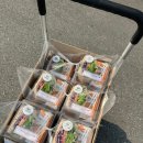 서구청직장어린이집 | 농성동카페 요거얌서구점 샌드위치,미니요거볼 서구청간식으로