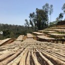 원두리뷰) <b>데어</b><b>포어</b>커피 '에티오피아 코체르 앰버'