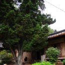 향나무로 이미지