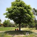 나무그늘식당 이미지