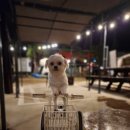 해적선 애견펜션 이미지