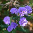 힐링 플라워 꽃꽂이 이미지