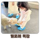 삼형제목장 | 아이와 방문하기 좋은 증평 벨포레 목장 양떼목장 방문후기 주차 할인 팁
