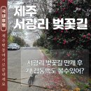 서광@옆 공원도로 | 제주 벚꽃 명소 만개 서광리 벚꽃길 강아지 동반