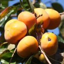 김종문농장 이미지