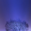 푸른나무 이미지