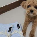 무드온펫