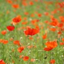 정원참치 이미지