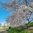 광주천변 자전거 도로 | [전남] 순천, 광주 천변 벚꽃 주말 산책길