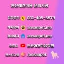 통일애견 이미지