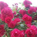 오월의여왕 이미지