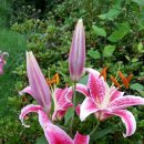 성전중학교 이미지