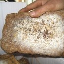 장곡농장 이미지