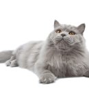 베이지동물병원 이미지