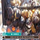 초리넝쿨마을 이미지