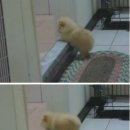 복슬 강아지 이미지