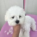 멍스타일 | 말티푸 배냇미용 배넷 베넷 스타일 대구 강아지 첫관리 잘하는 곳 미미멍