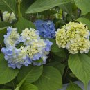 지리산예치출렁다리펜션 이미지