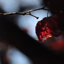 처연의 소리 이미지