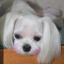 펫시스터즈 이미지