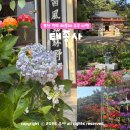 수국수집 | 부산 영도 꽃구경 태종대 태종사 수국축제 전 6월 실시간 개화 상황은?