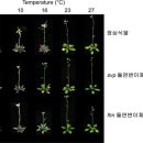 기온변화 감지하는 식물의 온도계 단백질 규명...고려대학교 생명과학과 안지훈 교수팀 이미지