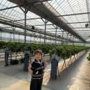 기안농장 | 일산 딸기농장 성연딸기 다녀온 후기