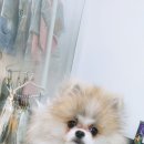 덕이펫