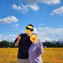 카페;꽃섬 | 🌸19개월 아기랑 다녀온 대구 "하중도 금호꽃섬 코스모스축제" 후기🌼/2025대구정원박람회. 주차,맘케어존...