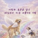 (주)젠틀펫 이미지