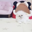 화이트 켄넬 이미지