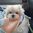 개편한 세상 | 강남도곡말티푸분양후기 예쁜파티말티푸 호시왕자님 오래기다려주신가족분들과 드뎌 만났어요^^ ~♡