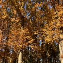 노루벌적십자생태원 | 대전 가을여행 단풍 명소 노루벌 적십자 생태원 메타세콰이어길