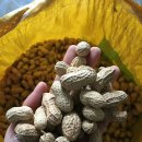 땅콩축산 이미지