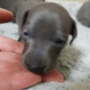 보성이탈리안그레이하운드 이미지