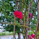 음악분수공원 이미지