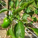 유수농장 이미지