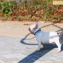 아폴로 스테이 이미지