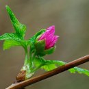 새먼베리 [연어딸기, Rubus spectabilis (salmonberry)] 이미지