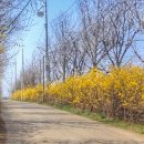 개나리목장 이미지