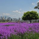 금호강변 자전거도로(금호강 우안에만 해당) | [경상북도 영천시] 영천문화원