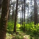 잣나무 향기 펜션 이미지