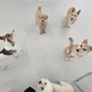 강아지꿈 - 원주시 남산로 178 | 망원역 강아지 유치원 중간 후기 개소리애견유치원 사회성 키우기 내 돈 내산