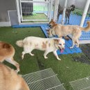 용인시 동물보호센터 | 2025.8.3.(일) 용인 동물보호센터, 유기견봉사활동, 봉사활동 추천