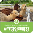 대안목장 | [가평 양떼목장] 여름방학 아이와 갈만한 곳, 동물체험과 튜브썰매가 있는 가평명소(2026)