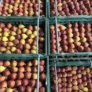 보나농장 | 보나마켓 8월 블로그 EVENT🎁