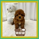 퍼피댕 강아지분양 안심분양소 광명점 말티푸 미니비숑 토이푸들 이미지