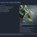 자민환경 | 벤자민 고무나무 잎 떨어지는 이유와 관리법