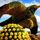 (축제) 11월 1일부터 9일까지 단 9일간, 꽃과 바다 이미지